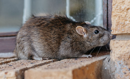 pest control Rats and Mice